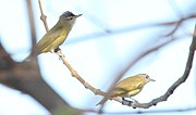 Thumbnail for File:Yellow-green Vireo (Vireo flavoviridis) (5771838385).jpg