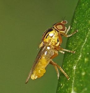 Descrierea acestei imagini, comentată și mai jos