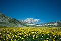 Yellow flowers at Campo Imperatore-1.jpg