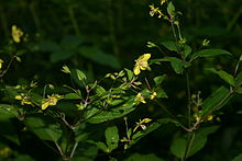 Yellow woodland flower 002.JPG