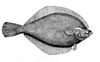 Yellowtail flounder.jpg