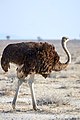 * Nomination Common ostrich (struthio camelus) near Okaukuejo in Etosha --Axel Tschentscher 23:02, 1 September 2019 (UTC) * Decline Any chance to get more space on the left? The crop is very tight --Podzemnik 18:40, 2 September 2019 (UTC)  Comment No, unfortunately not, --Axel Tschentscher 19:43, 9 September 2019 (UTC)  Oppose Then sorry, I think this is just too tight and spoils it for me --Podzemnik 10:03, 13 September 2019 (UTC)