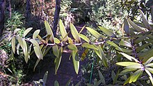 Foliage on a young tree. The foliage of older trees is usually unreachable. Young kauri leaves.jpg