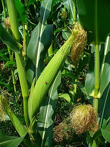 Zea mays Female inflorescence