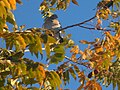 Zenaida asiatica (paloma aliblanca) nogal.jpg