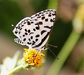 Wing undersides