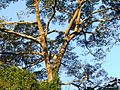 Árvore - panoramio (1).jpg