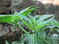 belalang semut pada pucuk daun Cabai rawit