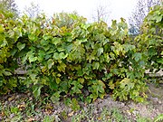 Крупный зеленый дальневосточный виноград ф1.JPG