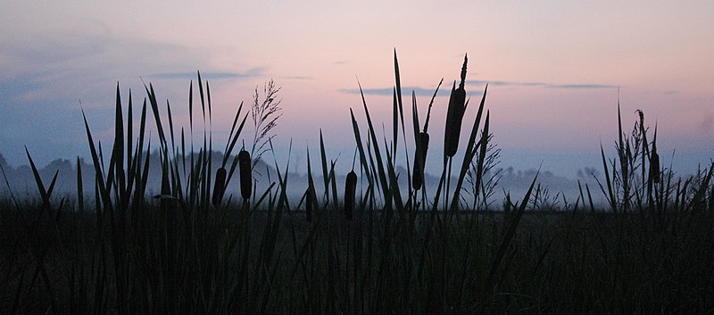 File:Туман на Стоході. річка Стохід. урочище "Лука".jpg