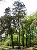 Миниатюра для Файл:Ялівець віргінський (Juniperus virginiana)..jpg