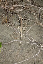 Миниатюра для Файл:Ящерица в песках Бустонбува 2.jpg