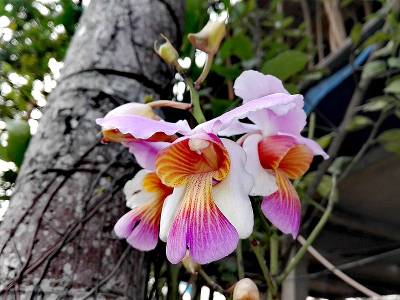 চিত্ৰ:ভাটৌ ফুল an orchid from Assam.jpg