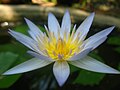 বাংলা: সাদা শাপলা, বাংলাদেশের জাতীয় ফুল English: Nymphaea nouchali, national flower of Bangladesh