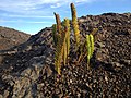 Thumbnail for Polypodium pellucidum