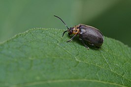 Pyrrhalta fuscipennis