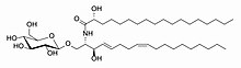 A glucocerebroside gurukoshiruseramido.jpg