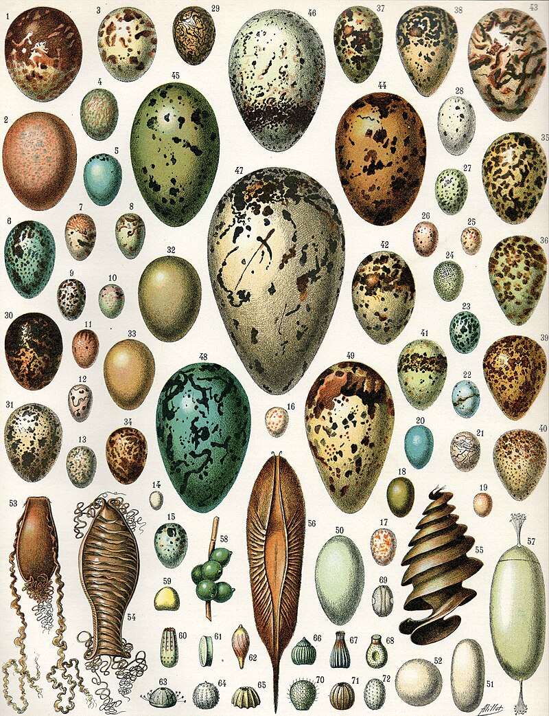 File:Blue spotted egg.svg - Wikipedia