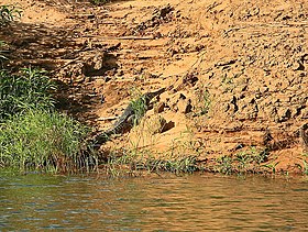 .00 1042 Freshwater crocodile.jpg