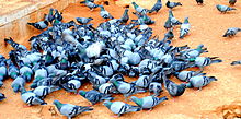 A group of pigeons, called a flock. 100 Pigeons.JPG