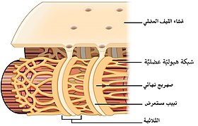 هيكلُ نبيبٍ مُستعرض، وعلاقته مع الشبكة الإندوبلازمية العضلية في عضلةٍ هيكلية.