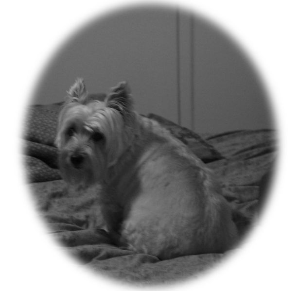 File:13-year-old Cairn Terrier.jpg