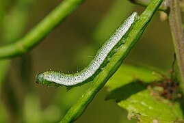 Aurore (papillon) — Wikipédia