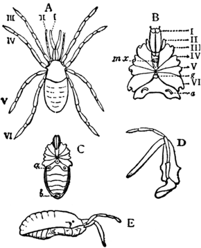 1911 Britannica-Arachnida-Stylocellus sumatranus.png görüntüsünün açıklaması.