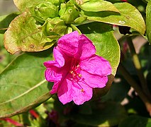 Mirabilis jalapa „Цвет четвртог сата”