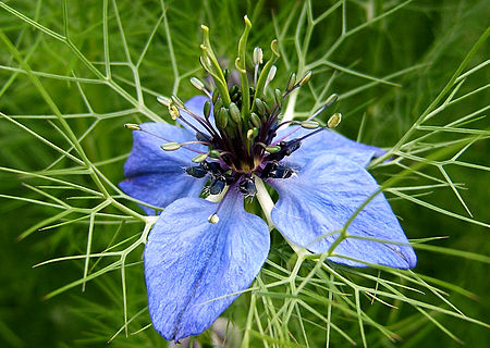 Tập_tin:2007-10-25Nigella_damascena_09.jpg