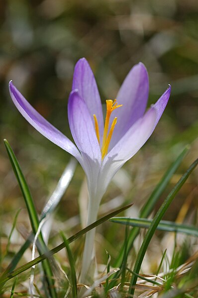 File:2010-03-16 (14) Crocus tommasinianus.jpg