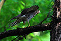 Accipiter gularis