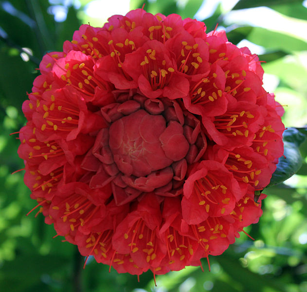 File:2012-02 botanic garden Cienfuegos anagoria 09.JPG