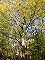 2013-05-04 16 59 37 Large Quercus alba along the West Branch Shabakunk Creek.jpg