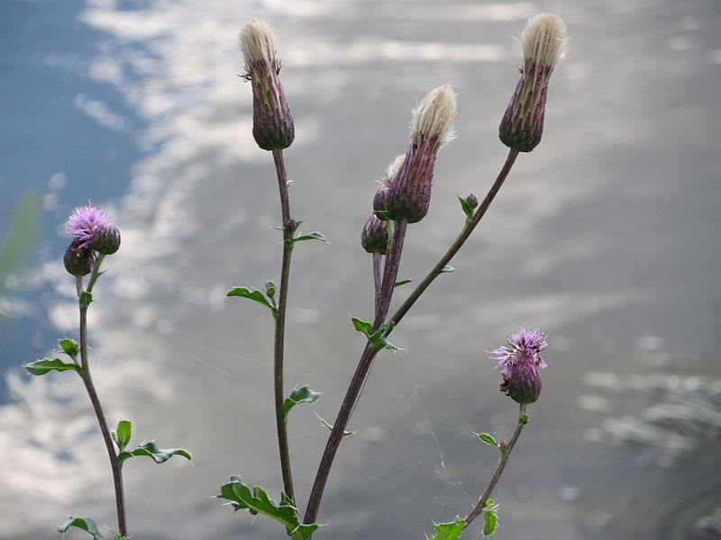 File:20140920Cirsium arvense2.jpg