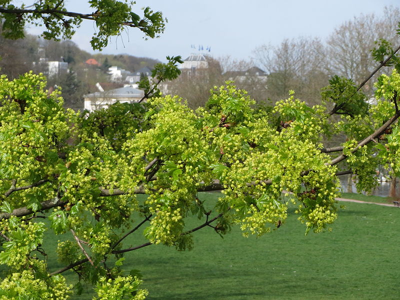 File:20150412Acer platanoides.jpg