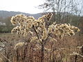 Solidago canadensis