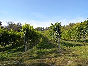 20161001 Wine Hiking Day 044 (29422834653) .jpg