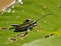 Seidiger Rohrkäfer - Plateumaris sericea