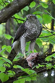 State Bird of Uzbekistan