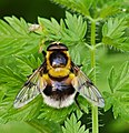 Hummel-Waldschwebfliege - Volucella bombylans