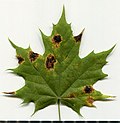 Thumbnail for File:2020 year. Herbarium. Acer platanoides. img-017.jpg