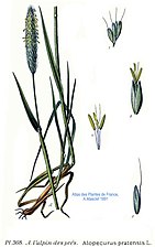 Från Amédée Masclef: Atlas des plantes de France, 1891.