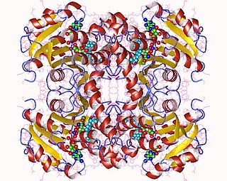 <span class="mw-page-title-main">Enoyl-acyl carrier protein reductase</span>