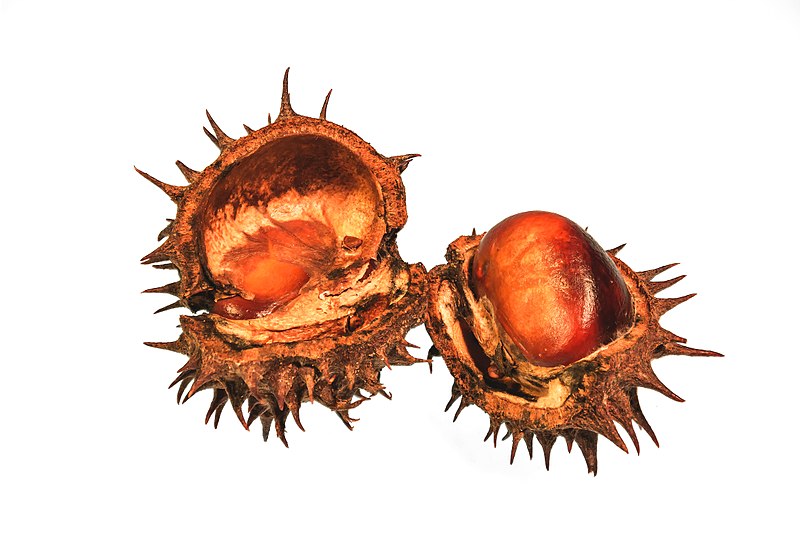 File:Aésculus hippocástanum 4.jpg