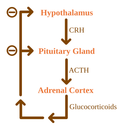 The negative feedback loop for glucocorticoids