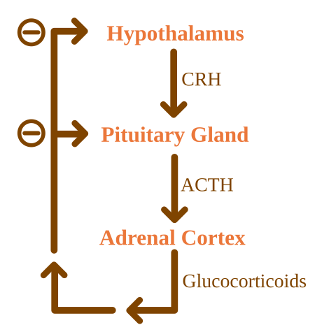 ไฟล์:ACTH_Negative_Feedback.svg