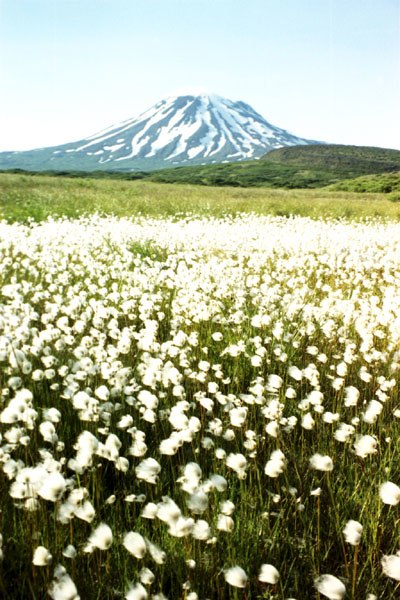 Peulik Volcano and cottongrass meadow