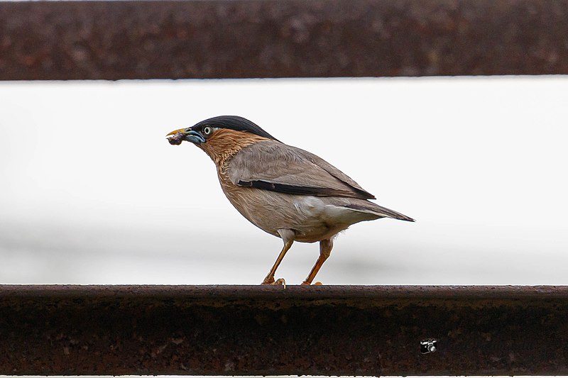 File:A Brahminy Starling with a worm (50028162237).jpg