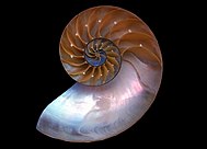 A Nautilus macromphalus shell inside.jpg